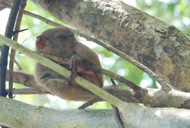 Tarsier – nejmenší primát